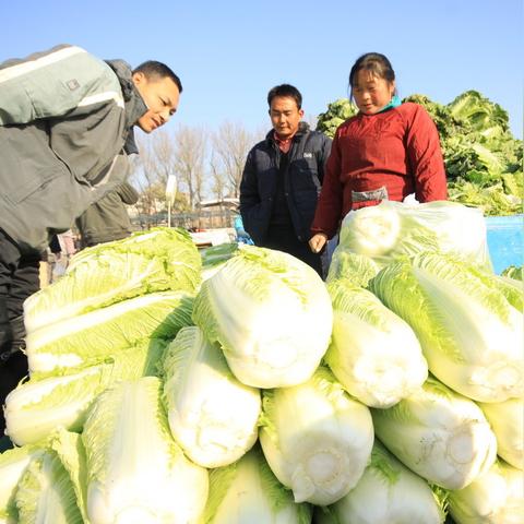 全国生菜最新价格走势及种植户应对策略，市场趋势解析与应对建议