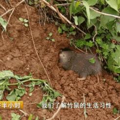 揭秘竹鼠养殖秘籍，轻松入门，开启财富大门！