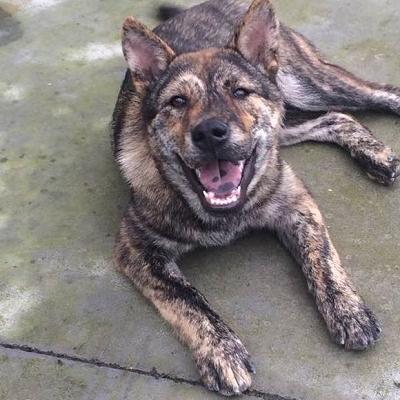 科技犬智商排名TOP10，揭秘智能犬种的魅力面纱