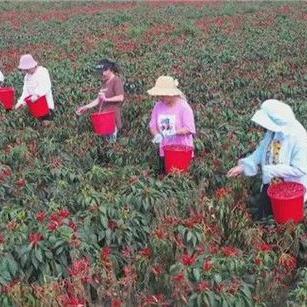 菏泽辣椒行情大揭秘，最新走势及种植户应对策略