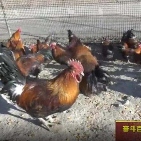 富县养殖企业名单最新查询，探寻当地养殖业的蓬勃发展势头