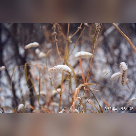 立冬励志语录与诗意共舞，激发学习热情不停歇