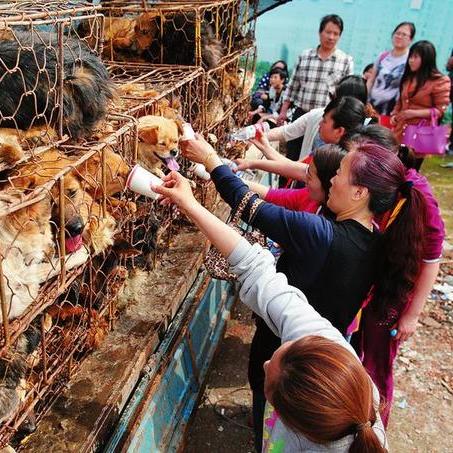 世界长毛犬大排名，探寻犬界翘楚的绝美长毛犬！