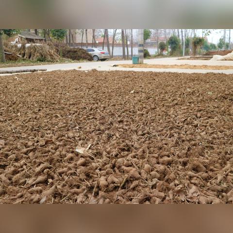 种植牙潜在风险揭秘，深入了解危害，明智选择口腔健康之路