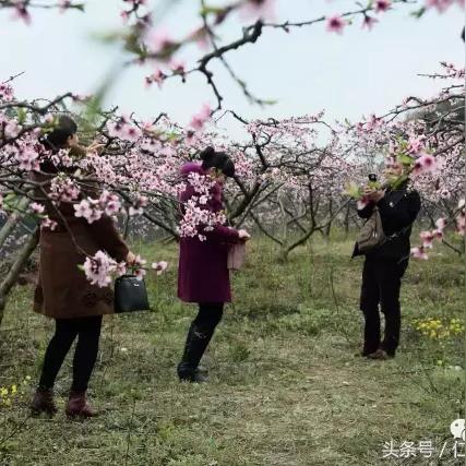 头条新闻下的仁寿，新动态与发展探秘