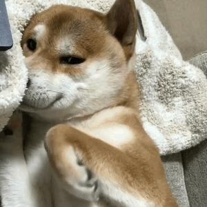 热门狗狗叫声视频大放送，在线免费观看，解读狗狗的语言