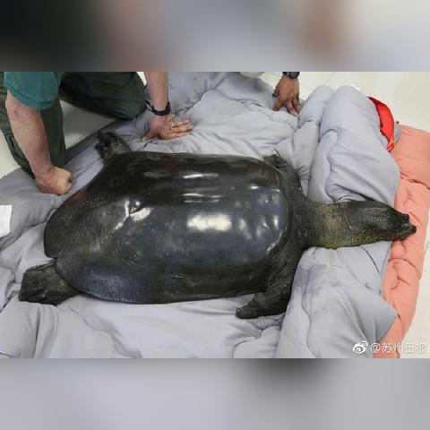 死亡之母游戏合集，最新下载、安装攻略与游戏指南！