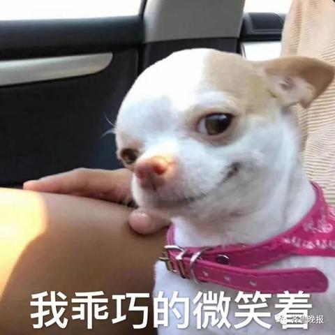 今日狗窝改造揭秘，打造温馨家园，为爱宠成长护航