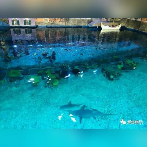 华夏海洋馆，深海奇幻之旅，探索无尽的海洋奥秘