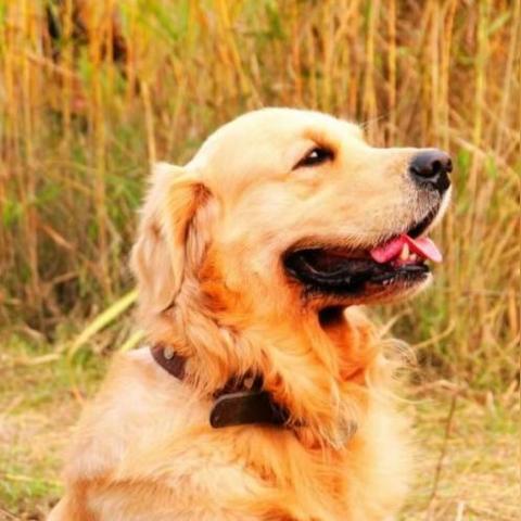 全球狗狗魅力大解密，探索各地犬种的独特魅力排行榜