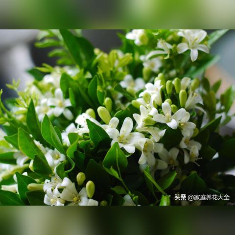 今日茉莉花开视频，探索茉莉花盛开之魅力时光