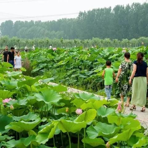 吉安虾价行情揭秘，今日市场走势、影响因素与未来展望