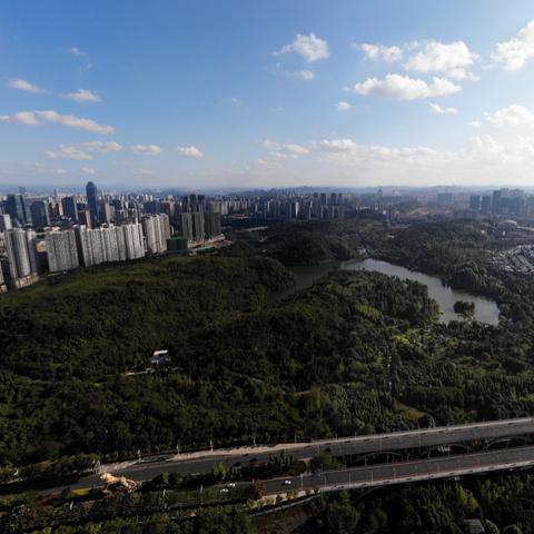 揭秘冬青果树，探寻神秘果树的奥秘