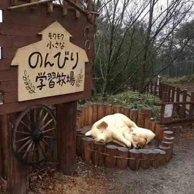 日本挤奶公司排名大揭秘，行业领军者一览无余！