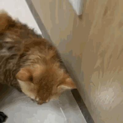 悬赏猫游戏赚钱秘籍大揭秘，高额奖励轻松到账的独家攻略！