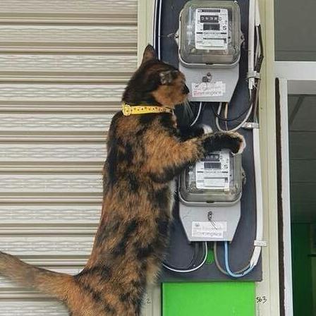 猫里奥最新攻略揭秘，探索游戏未知奥秘！