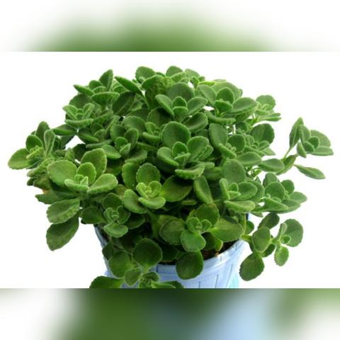 花卉市场趋势解析，十大热门花卉价位排名一网打尽！