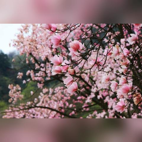 金川返回成都的必备攻略，最新指南助你轻松归途