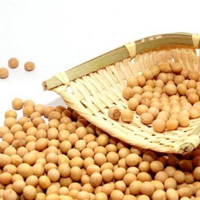 豆柏最新动态及今日行情深度解析