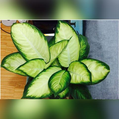 铁树养殖秘籍，轻松掌握百度下的专业养护技巧！