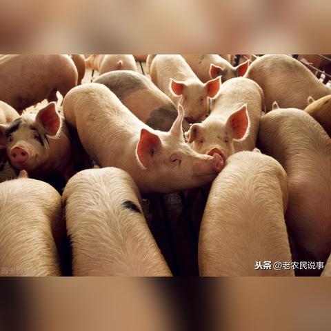 今日猪肉价格大揭秘，最新行情、市场走势分析与精准预测