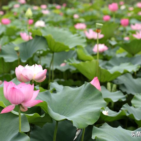 广西盛夏独家旅行攻略，8月必去体验，错过等一年！