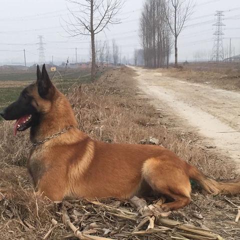 全球顶级马犬血统大揭秘，最纯种马犬排名及荣耀血统探寻