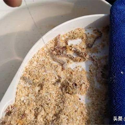 商品饵公司排名揭晓，行业内领先的饵料品牌榜单出炉！