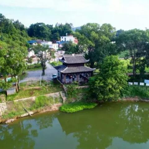 杨梅产业蓬勃发展，最新动态与深远影响