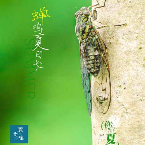 励志温柔语录，探寻知了文案背后的力量源泉