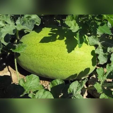揭秘全球最大西瓜排名，瓜界巨无霸传奇大盘点