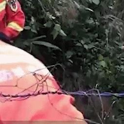 世界珍稀蟒蛇大揭秘，顶级昂贵蛇类榜单及价值探究