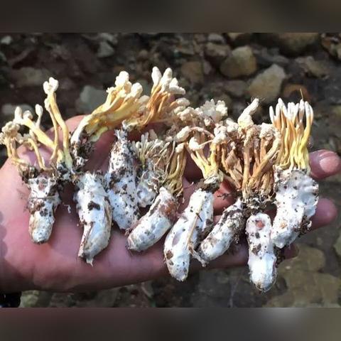 紫菜最新价格走势揭秘，市场分析预测报告