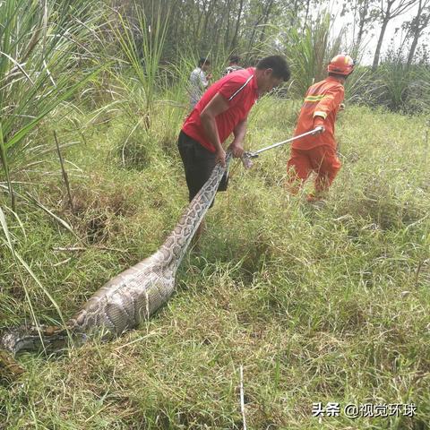 海南纯羊奶粉品质与信誉榜单揭晓，十大品牌荣耀上榜