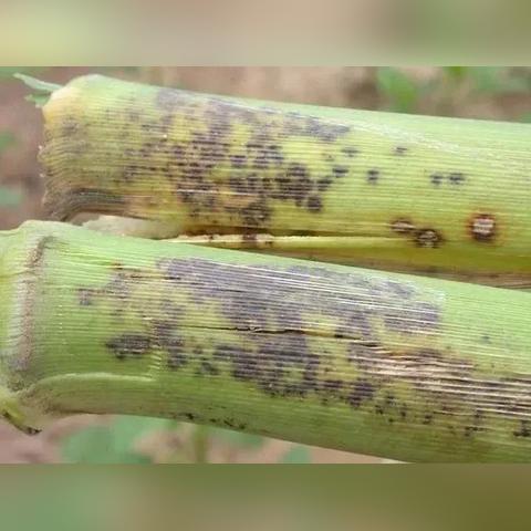 南阳玉米行情大揭秘，最新走势分析与未来展望