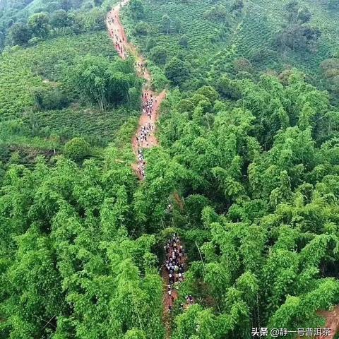 勐海茶叶市场前十强榜单揭晓，探寻顶级茶叶源头魅力的神秘之旅