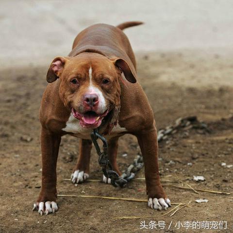 纽波利顿狗，犬界魅力之星，带你领略百度下的独特风采
