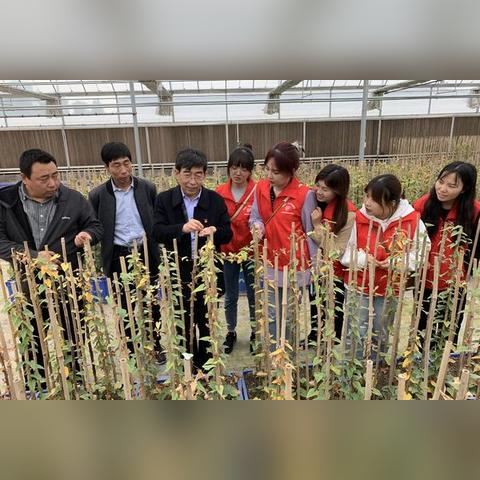 武陟地黄最新行情走势揭秘，市场分析与预测