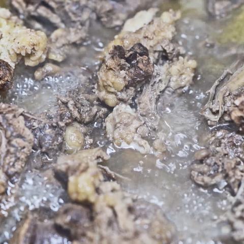 云南牛肉市场趋势解读，最新牛价一览