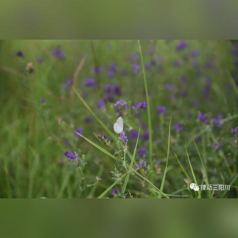 今日头条携手花椒直播打造新闻直播盛宴
