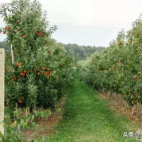 日本果园管理公司排名揭秘，行业领导者与成功秘诀大探索