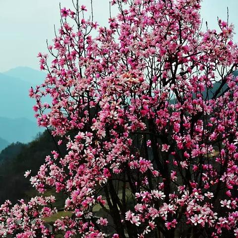 成都花舞人间踏春赏花攻略，人间仙境畅游指南
