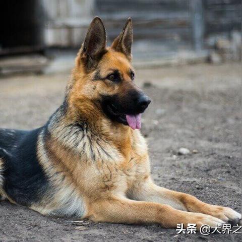 欧美十大魅力犬星榜单揭秘，独特魅力的犬界明星