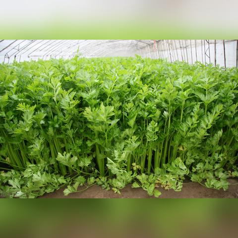 芹菜栽培全攻略，从种子选择到收获，一步步教你种植宝典！