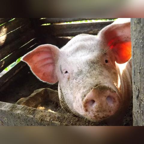 四川猪肉最新价格表曝光，洞悉市场动态，解析价格走势，快速掌握行情资讯！