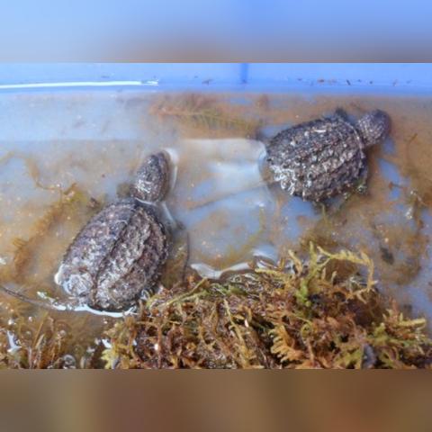 全球黄鳝产业概览，揭秘其产量排名及产业现状