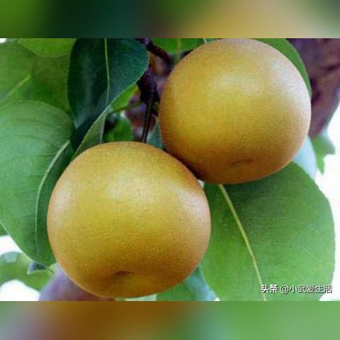 世界梨子大排名，口感绝佳的美味梨子品种探索
