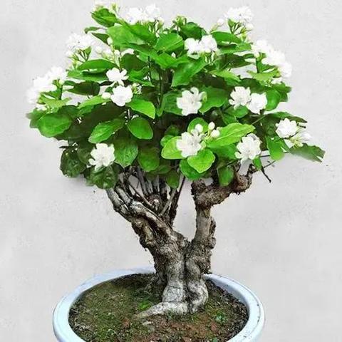 世界茉莉基地大揭秘，探寻茉莉花源头，领略无尽魅力