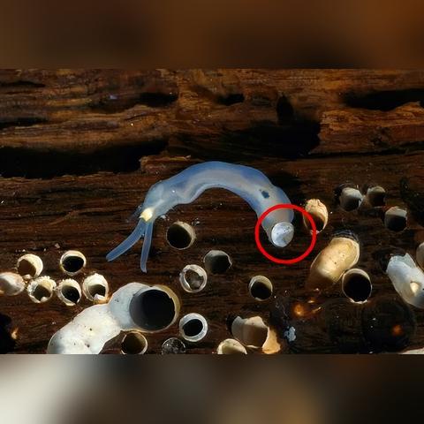 世界海难大揭秘，海洋危机与警示不容小觑