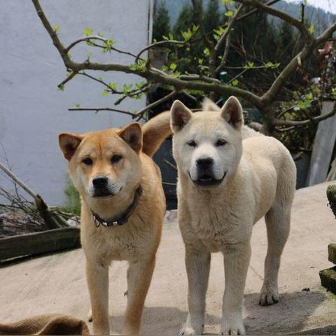 世界顶级犬种排名揭晓，探寻犬界巅峰，荣耀之选